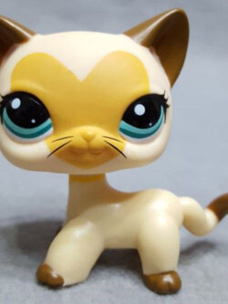 แมว Short hair สีน้ำตาลอ่อน หัวใจที่หน้า