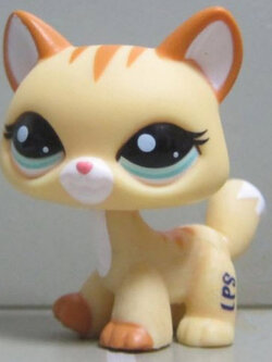 แมว Maine Coon สีน้ำตาล ตาสีฟ้า