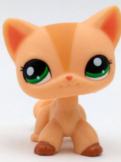 แมว Short hair สีส้ม ตาดำแซมเขียว