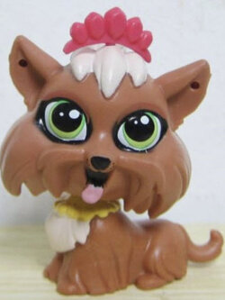 สุนัข Shih Tsu สีน้ำตาล โบขาว-แดง # 3802