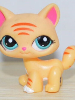 แมว Maine Coon สีน้ำตาล ตาสีฟ้า