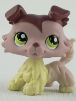 สุนัข Collie สี Mauve Plum Cream #1723