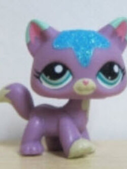 แมว Main Coon สีม่วง ตาสีฟ้า