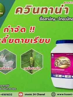 ควินทานา กำจัดเพลี้ย ตายเรียบ!!! ยาเย็น ฉีดผ่าดอกได้ ป็นสารกำจัดแมลงและเพลี้ย หนอนกอ หนอนกระทู้ หนอนม้วนใบ แมลงบั่ว เพลี้ยอ่อน เพลี้ยจักจั่น เพลี้ยแป้ง มวนดอกรัก แมลงวันทอง ตักแตน มอดยาสูบ มอดข้าวสาร ด้วงงวงช้าง และมด ขนาด 500กรัม