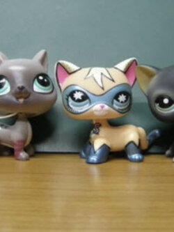 แมวสยาม (Siamese cat) ตัวพิเศษ จัดชุด 5 ตัว