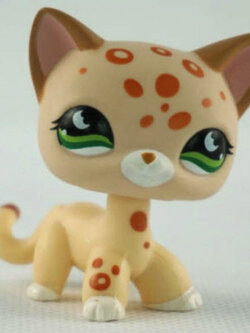 แมว Short hair สีแทน ตาสีเขียว #852