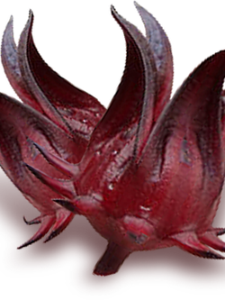 Dehydrated Hibiscus (กระเจี๊ยบอบแห้ง)