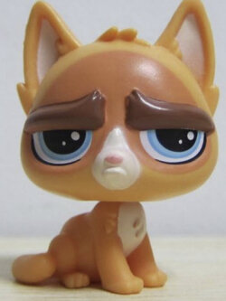 สุนัขนั่งหน้าเศร้า สีน้ำตาล ตาสีฟ้า