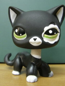 แมวพันธุ์ขนสั้้นสีดำ (Short Hair Cat) #2249