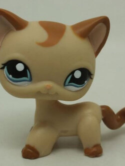 แมว Short Hair สีน้ำตาล ตาสีฟ้า