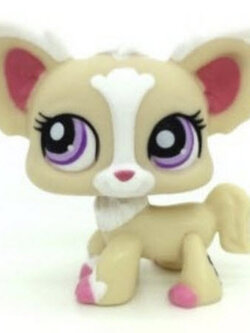 สุนัขชิวาว่า (Chihuahua) สีแทน-ขาว-ชมพู ตาสีม่วง