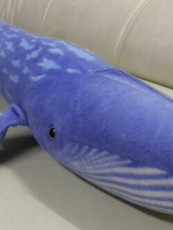 ฉลามน้ำเงิน (Blue Hungry Shark Jaw) ยาว 33.5 นิ้ว (มือสอง)