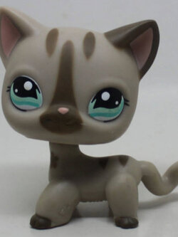 แมว Short hair สีเทา ตาสีฟ้า (aqua)