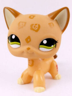 แมว Short Hair สีส้ม ตาสีดำแซมเขียว #1120