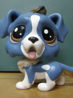 สุนัข เซนต์เบอนาร์ด สีฟ้า-ขาว ตาสีน้ำตาล