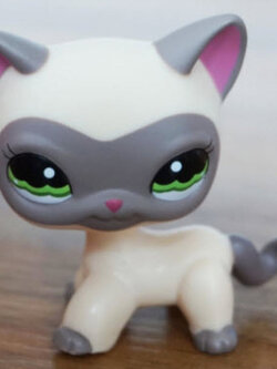 แมว Short hair สีน้ำตาล ขอบตาสีเทา