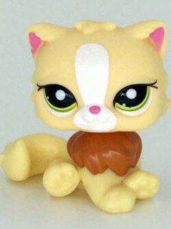 แมวเปอเซีย สีเหลือง คอสีน้ำตาล #463 *