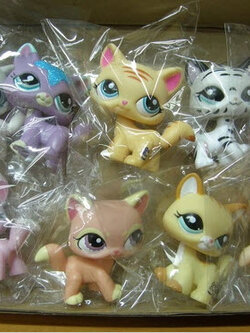 แมว Maine Coon "ชุดคนรักแมว" 9 ตัว