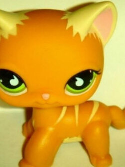 แมว Short Hair สีส้ม ตาแซมเขียว