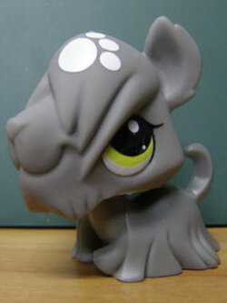 สุนัข สีเทา แต้มขาวที่หัว