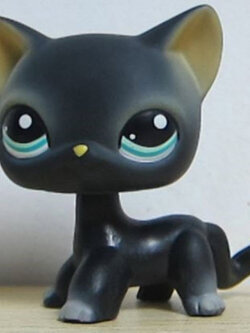 แมวสยาม (Siamese cat) สีเทา-ดำ ตาสีดำแซมฟ้า (หายาก)