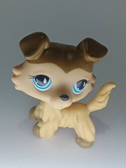 สุนัข Collie สีมอคค่า กาแฟ ตาสีฟ้า หยดน้ำตาสีขาว