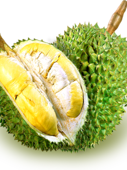 Dehydrated Durian (ทุเรียนอบนิ่ม)