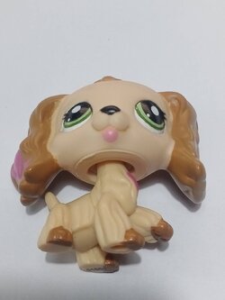 สุนัข Cocker Spaniel สีน้ำตาล ทูโทน ตาสีเขียว #1163