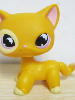 แมว Short hair สีส้ม ตาแซมม่วง