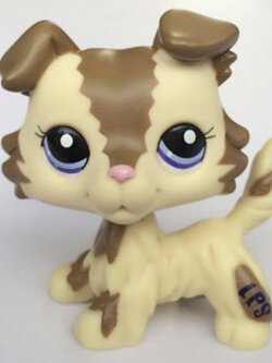 สุนัข Collie โทนสีน้ำตาล # 2210