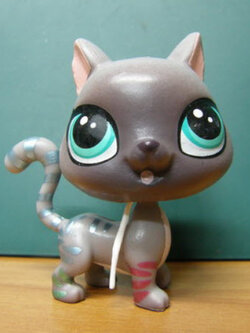 แมวสยาม (Siamese cat) สีเทา หางลาย