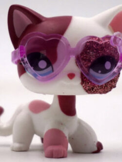 แมว Short Hair สีขาว-แดง ตาสีฟ้า #2291 พร้อมแว่น