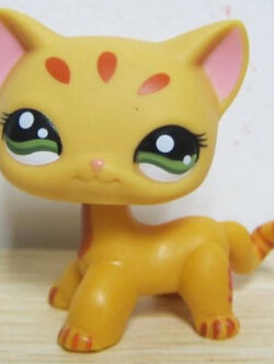 แมว Short Hair สีส้ม ตาแซมเขียว