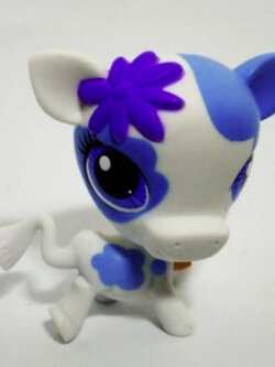 วัว โทนสีขาวแต้มด่างสีฟ้า ตาสีฟ้าเข้ม