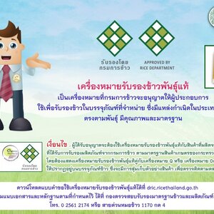 ข้าวพันธุ์แท้ ข้าวพันธุ์แท้สุรินทร์ ข้าวพันธุ์แท้จังหวัดสุรินทร์ ข้าวพันธุ์แท้หอมมะลิ ข้าวพันธุ์แท้หอมมะลิสุรินทร์ ข้าวพันธุ์แท้หอมมะลิจังหวัดสุรินทร์ ข้าวพันธุ์แท้หอมมะลิ105