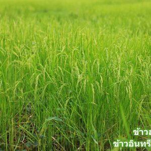 ข้าวหอมสุรินทร์ ข้าวหอมมะลิสุรินทร์ ข้าวหอม จ.สุรินทร์ ข้าวหอมมะลิ จ.สุรินทร์ ข้าวหอมจังหวัดสุรินทร์ ข้าวหอมมะลิจังหวัดสุรินทร์