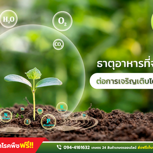 เกษตร24 แชร์ความรู้ ธาตุอาหารที่จำเป็นต่อการเจริญเติบโตของพืช