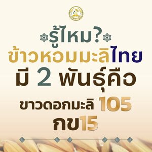 ข้าวหอมมะลิ ข้าวหอมมะลิไทย ข้าวหอมมะลิสุรินทร์ หอมมะลิ หอมมะลิไทย หอมมะลิสุรินทร์ ข้าวสุรินทร์