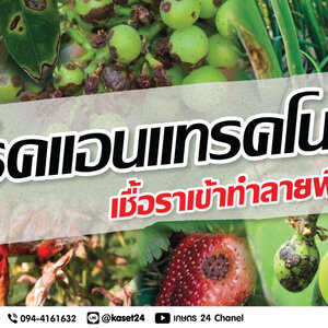 เกษตร 24 แชร์ความรู้!! "โรคแอนแทรคโนส" เชื้อราเข้าทำลายพืช!!