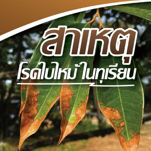 เกษตร 24 แชร์ความรู้!! "สาเหตุที่เกิดโรคใบไหม้ในทุเรียน"