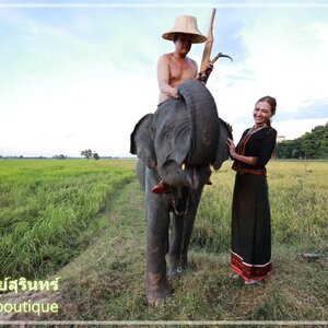 ข้าวสุรินทร์ ข้าวหอมสุรินทร์ ถิ่นเมืองช้าง ข้าวหอมมะลิสุรินทร์ ของแท้ ปลูกที่จังหวัดสุรินทร์