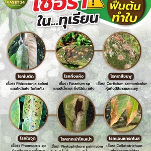 โรคพืชในทุเรียน สาเหตุจาก เชื้อรา !! ช่วงฟื้นต้นทำใบ…