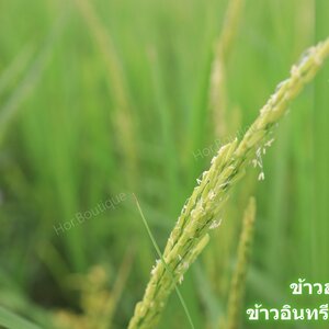 ดอกข้าว หมายถึง ส่วนของต้นข้าวที่ออกดอก ก่อนจะพัฒนาเป็น เมล็ดข้าว อาจใช้เป็นสัญลักษณ์ของ #ความอ่อนน้อม ถ่อมตน และ ความงอกงาม ต้นข้าวยิ่งออกรวงยิ่งโน้มต่ำ