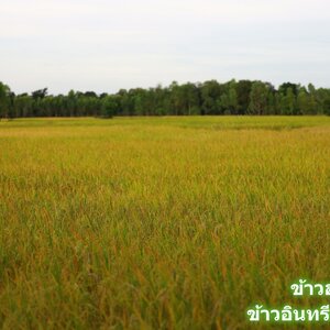 ท้องทุ่งนาสุรินทร์กลายเป็นสีเหลืองทอง ได้เวลาเกี่ยวข้าวแล้ว เกี่ยวข้าว ข้าวสุรินทร์ ข้าวหอมมะลิสุรินทร์ ข้าวหอมมะลิ 105 ข้าวหอมมะลิ 15