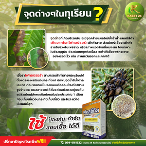 จุดด่างๆ... ในทุเรียน ปัญหาที่ชาวสวนทุเรียนเจอบ่อย