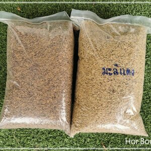 เมล็ดพันธุ์ข้าวมะลิแดงออร์แกนิค กับ เมล็ดพันธุ์ข้าวไรซ์เบอรี่ออร์แกนิค เราก็มีขายนะครับ บรรจุถุงละ 5 KG