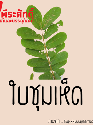 สารสกัดใบชุมเห็ด