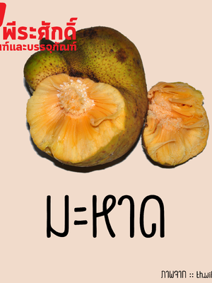 สารสกัดมะหาด 25 ml