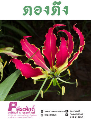 ดองดึง ชนิดแห้ง