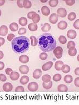 wright Stain 450 ml. x Buffer 450 ml.